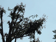 [SGA-042] 太貪婪的E罩杯人妻 遥とわ 32歳AV出道